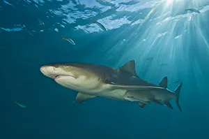 Lemon shark (Negaprion brevirostris) under sun rays. Little Bahama Bank, Bahamas Lemon shark (Negaprion brevirostris) under sun rays. Little Bahama Bank, Bahamas
