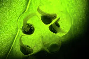 Critically Endangered Frogs Prints: Lemur leaf frog (Agalychnis lemur) eggs with developing embryos inside