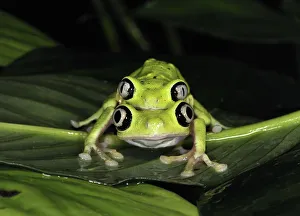 Lemur leaf frog (Hylomantis lemur) mating pair, captive, Critically endangered Lemur leaf frog (Hylomantis lemur) mating pair, captive, Critically endangered