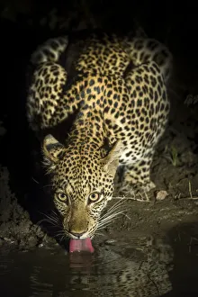 Leopard (Panthera pardus) female drinking at night. South Luangwa National Park, Zambia Leopard (Panthera pardus) female drinking at night. South Luangwa National Park, Zambia