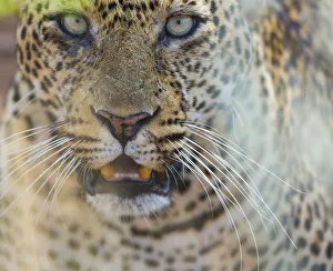 Leopard (Panthera pardus) portrait, Samburu National Reserve, Kenya Leopard (Panthera pardus) portrait, Samburu National Reserve, Kenya