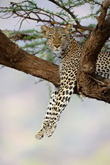 Leopard (Panthera pardus) resting in acacia tree, Samburu National Reserve, Kenya, Africa Leopard (Panthera pardus) resting in acacia tree, Samburu National Reserve, Kenya, Africa