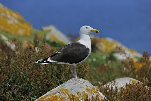 Lesser Black Backed Gull (Larus fuscus) perched on a rock. Great Saltee Island, Kilmore Quay Lesser Black Backed Gull (Larus fuscus) perched on a rock. Great Saltee Island, Kilmore Quay