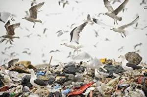 Lesser black-backed gulls (Larus fuscus), Herring gulls (Larus argentatus), Black-headed gulls Lesser black-backed gulls (Larus fuscus), Herring gulls (Larus argentatus), Black-headed gulls
