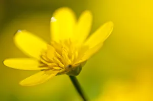 Lesser celandine (Ranunculus ficaria) in flower, Cornwall, England, UK, March Lesser celandine (Ranunculus ficaria) in flower, Cornwall, England, UK, March