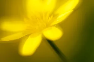 Lesser celandine (Ranunculus ficaria) in flower, Cornwall, England, UK, March Lesser celandine (Ranunculus ficaria) in flower, Cornwall, England, UK, March