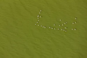 Lesser flamingo flock (Phoeniconaias) flying over lake with green algae, aerial view Lesser flamingo flock (Phoeniconaias) flying over lake with green algae, aerial view