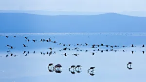 Lesser flamingo (Phoeniconaias minor) flock in lake in morning, Lake Nakuru NP Lesser flamingo (Phoeniconaias minor) flock in lake in morning, Lake Nakuru NP