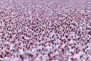 Lesser flamingo (Phoeniconaias minor) flock, Bogoria Game Reserve, Kenya Lesser flamingo (Phoeniconaias minor) flock, Bogoria Game Reserve, Kenya