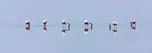 Lesser flamingos (Phoeiconaias minor) feeding in still lake, Lake Nakuru, Rift valley Lesser flamingos (Phoeiconaias minor) feeding in still lake, Lake Nakuru, Rift valley