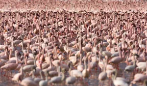Lesser flamingos (Phoeniconaias minor) flock in Lake Bogoria, Rift valley, Kenya Lesser flamingos (Phoeniconaias minor) flock in Lake Bogoria, Rift valley, Kenya