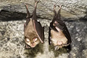 Two Lesser horseshoe bats (Rhinolophus hipposideros) roosting, Eastern Slovakia, Europe Two Lesser horseshoe bats (Rhinolophus hipposideros) roosting, Eastern Slovakia, Europe