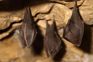 Lesser horseshoe bats (Rhinolophus hipposideros) in magnesium mine, Shropshire, England Lesser horseshoe bats (Rhinolophus hipposideros) in magnesium mine, Shropshire, England