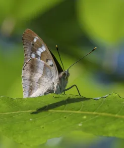 Lesser purple emperor butterfly (Apatura ilia), sitting on a leaf, Finland, August Lesser purple emperor butterfly (Apatura ilia), sitting on a leaf, Finland, August