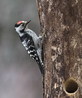 Lesser spotted woodpecker (Dendrocopos minor), male at nest hole, Finland, June Lesser spotted woodpecker (Dendrocopos minor), male at nest hole, Finland, June