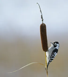 Lesser Spotted Woodpecker (Dendrocopus minor) on bullrush, Uto Finland October Lesser Spotted Woodpecker (Dendrocopus minor) on bullrush, Uto Finland October