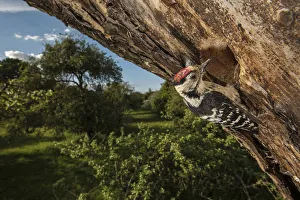 Lesser spotted woodpecker (Dryobates minor) male excavating nest hole in mature apple Lesser spotted woodpecker (Dryobates minor) male excavating nest hole in mature apple