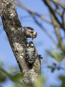 Lesser spotted woodpecker (Dryobates minor) male feeding chick, Bavaria, Germany, June Lesser spotted woodpecker (Dryobates minor) male feeding chick, Bavaria, Germany, June