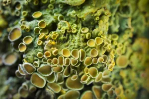 Lichen (Xanthoria parietina) found growing on a twig, showing mass of apothecia Lichen (Xanthoria parietina) found growing on a twig, showing mass of apothecia