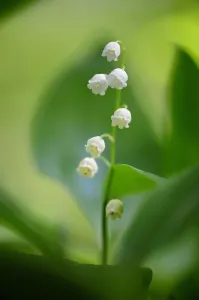 Lily of the valley (Convallaria majalis), Foret de Puvenelle, Lorraine Regional Natural Park Lily of the valley (Convallaria majalis), Foret de Puvenelle, Lorraine Regional Natural Park