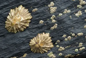 Limpets and Barnacles on rock, Alentejo, Natural Park of South West Alentejano Limpets and Barnacles on rock, Alentejo, Natural Park of South West Alentejano