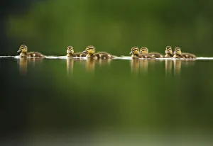 A line of Mallard (Anas platyrhynchos) ducklings swimming on a still lake, Derbyshire A line of Mallard (Anas platyrhynchos) ducklings swimming on a still lake, Derbyshire