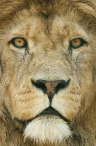 Lion (Panthera leo) close up portrait of male, captive occurs in Africa Lion (Panthera leo) close up portrait of male, captive occurs in Africa