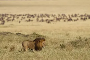 Lion (Panthera leo) male, in grassland, with wildebeests (Connochaetes sp) Maasai Mara Lion (Panthera leo) male, in grassland, with wildebeests (Connochaetes sp) Maasai Mara