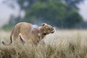 Lioness (Panthera leo) shaking water off after the rain, Masai-Mara Game Reserve, Kenya Lioness (Panthera leo) shaking water off after the rain, Masai-Mara Game Reserve, Kenya