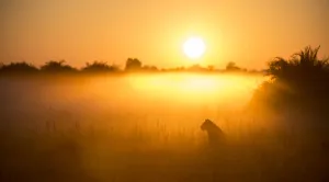 Lioness (Panthera leo) sitting during misty sunrise, Okavango Delta, Botswana Lioness (Panthera leo) sitting during misty sunrise, Okavango Delta, Botswana