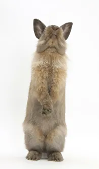 Lionhead-cross rabbit sitting up on its haunches Lionhead-cross rabbit sitting up on its haunches