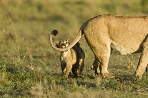 Lion(Panthera leo) cub playing with its mothers tail, Masai-Mara Game Reserve, Kenya Lion(Panthera leo) cub playing with its mothers tail, Masai-Mara Game Reserve, Kenya