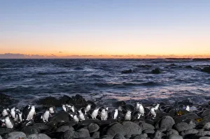 Little blue / fairy penguin (Eudyptula minor) coming ashore to breeding area after dusk Little blue / fairy penguin (Eudyptula minor) coming ashore to breeding area after dusk