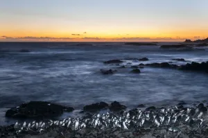 Little blue penguin (Eudyptula minor) group coming ashore after dusk, Phillip Island Nature Park Little blue penguin (Eudyptula minor) group coming ashore after dusk, Phillip Island Nature Park