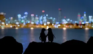 Little blue penguin (Eudyptula minor), two standing on rocks at night Little blue penguin (Eudyptula minor), two standing on rocks at night