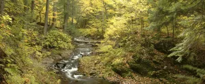 Little Carp River and autumn woodland, Porcupine Mountains State Park, Upper Peninsula Little Carp River and autumn woodland, Porcupine Mountains State Park, Upper Peninsula