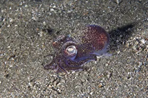 Little Cuttlefish / Bobtail Squid (Sepiola atlantica) Little Cuttlefish / Bobtail Squid (Sepiola atlantica)