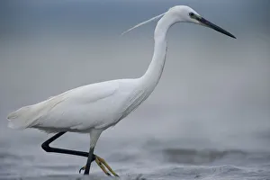 Little egret (Egretta garzetta) profile, Lake Belau, Moldova, June Little egret (Egretta garzetta) profile, Lake Belau, Moldova, June