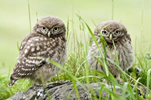 Little owl (Athene noctua) two chicks on tree stump, Hertfordshire, England, UK, June Little owl (Athene noctua) two chicks on tree stump, Hertfordshire, England, UK, June