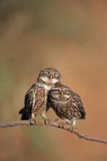 Little owl {Athene noctua) pair perched, courtship behaviour, Spain Little owl {Athene noctua) pair perched, courtship behaviour, Spain
