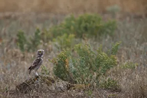 Little owl (Athene noctua) standing on rock, Bagerova Steppe, Kerch Peninsula, Crimea Little owl (Athene noctua) standing on rock, Bagerova Steppe, Kerch Peninsula, Crimea