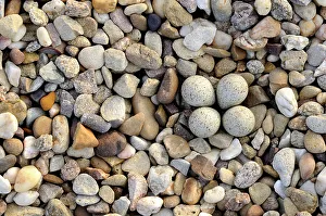 Little ringed plover {Charadrius dubius} nest with four eggs camouflaged on shingle Little ringed plover {Charadrius dubius} nest with four eggs camouflaged on shingle