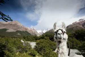Llama (Lama glama), Los Glaciares National Park, Argentina Llama (Lama glama), Los Glaciares National Park, Argentina