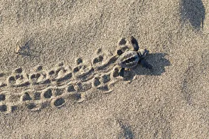 Loggerhead turtle (Caretta caretta) hatchling running to the sea, lycian coast, Mediterranean Sea Loggerhead turtle (Caretta caretta) hatchling running to the sea, lycian coast, Mediterranean Sea