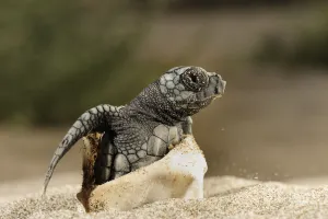 Loggerhead turtle (Caretta caretta) hatching, Dalyan Delta, Turkey, July 2009 WWE Loggerhead turtle (Caretta caretta) hatching, Dalyan Delta, Turkey, July 2009 WWE