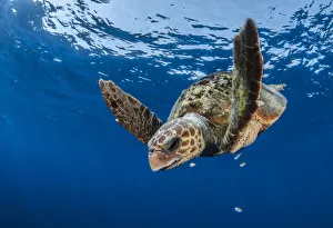 Loggerhead turtle (Caretta caretta) Los Gigantes, South Tenerife, Canary Islands Loggerhead turtle (Caretta caretta) Los Gigantes, South Tenerife, Canary Islands
