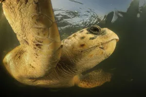 Loggerhead turtle (Caretta caretta) swimming, Dalyan Delta, Turkey, August 2009 Loggerhead turtle (Caretta caretta) swimming, Dalyan Delta, Turkey, August 2009