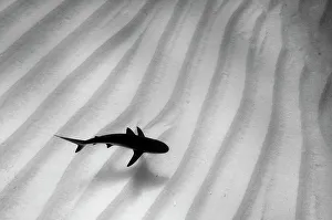A lone Caribbean reef shark (Carcharhinus perezi) cruises over sand ripples. Walkers Cay A lone Caribbean reef shark (Carcharhinus perezi) cruises over sand ripples. Walkers Cay