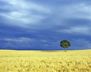 Lone tree in a barley field. Picardy, France Lone tree in a barley field. Picardy, France