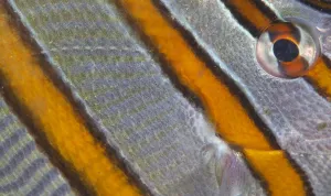 Long-beaked Coralfish (Chelmon rostratus) eye, Inanuran Island, Danajon Bank, Central Visayas Long-beaked Coralfish (Chelmon rostratus) eye, Inanuran Island, Danajon Bank, Central Visayas